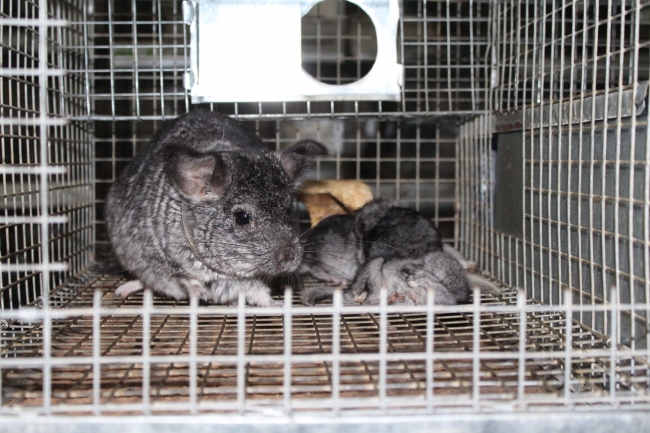 Nesli tükenme tehlikesi altındaki 'Çinçilla'ları sanal ortamda satıyorlar