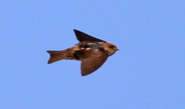 Türkiye'de ilk defa çizgili gerdanlı kırlangıç görüldü