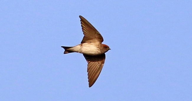 Türkiye'de ilk defa çizgili gerdanlı kırlangıç görüldü