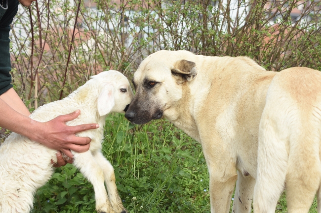 Çoban köpeği kuzunun süt annesi oldu