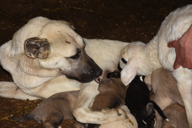 Çoban köpeği kuzunun süt annesi oldu