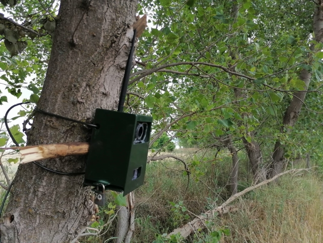 Çorum Valisi son noktayı koydu: Aslan emaresine rastlamadık