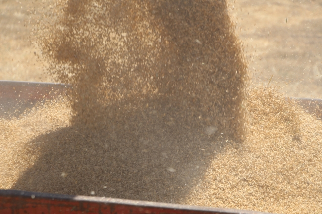 Cudi Dağı eteklerinde buğday ve arpa hasadı başladı