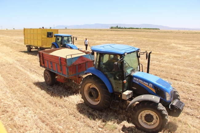 Cudi Dağı eteklerinde buğday ve arpa hasadı başladı