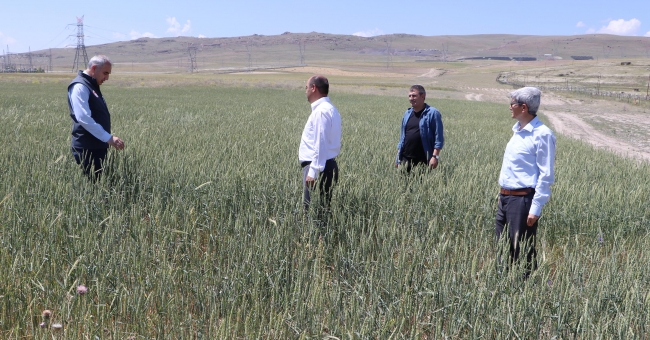 Cumhurbaşkanı Erdoğan'ın talimatıyla tarıma açılmıştı: Ekilen tohumlar başak verdi