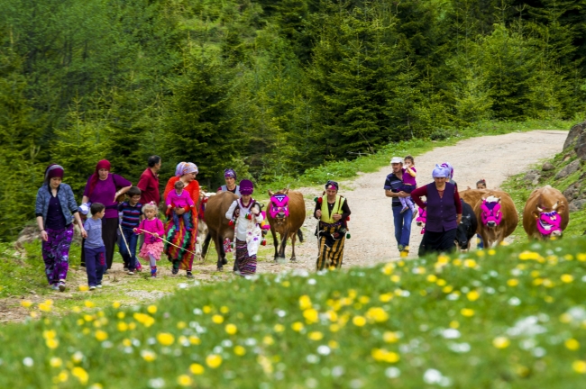 Doğu Karadeniz’de yeşeren yaylalara göç başladı