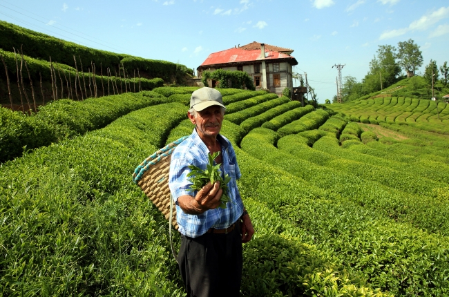 40 bin çay işçisi gelemiyor, 100 milyon dolar bölgeye kalacak