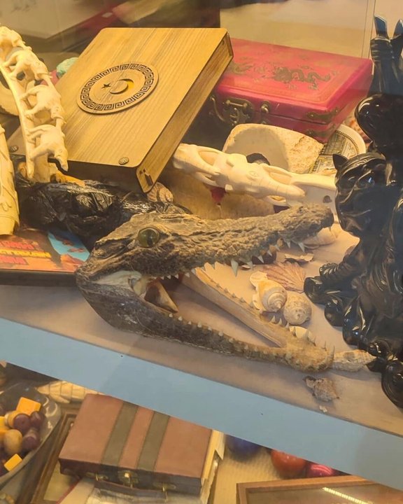 İstanbul’da iş yeri baskını: Fil dişi, timsah derisi ve trofeler yakalandı