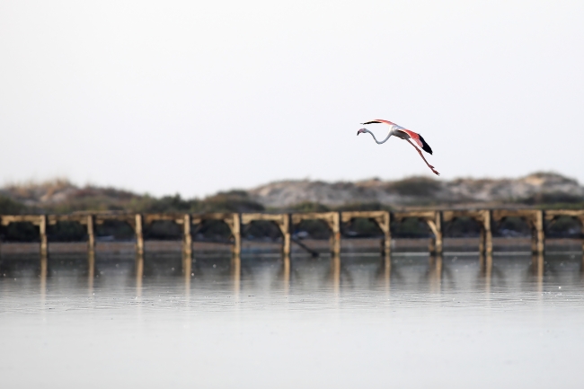 Tunus sahillerinde flamingoların etkileyici dansı