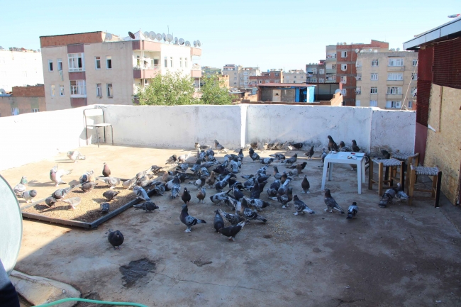 Diyarbakır'da güvercin oteli açıldı