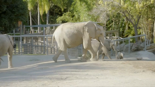 Yavru fillerin oyun keyfi