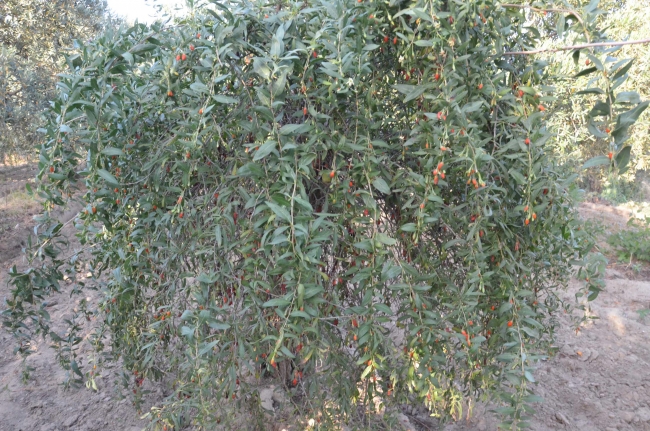 Aydın'da goji berry üretimine başlayan çift sipariş taleplerine yetişemiyor