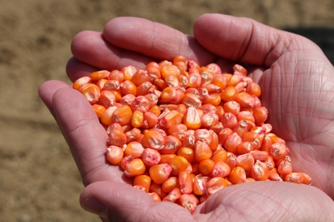 “Milli Tarım Yerli Tohum Deneme Ekimleri” projesinde ilk mısır hasadı yapıldı