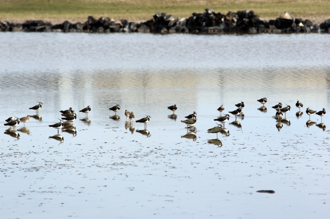 Ağrı Dağı, on binlerce kuş türünü ağırlıyor