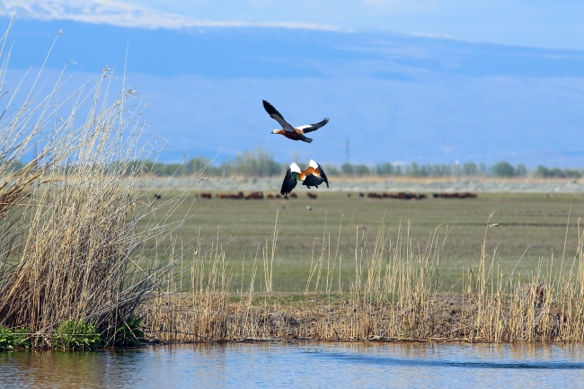 Ağrı Dağı, on binlerce kuş türünü ağırlıyor