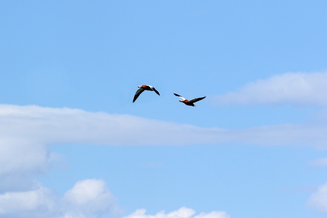 Ağrı Dağı, on binlerce kuş türünü ağırlıyor