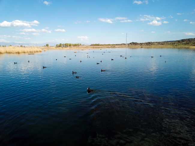 Ağrı Dağı, on binlerce kuş türünü ağırlıyor