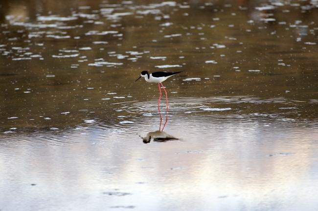 Ağrı Dağı, on binlerce kuş türünü ağırlıyor