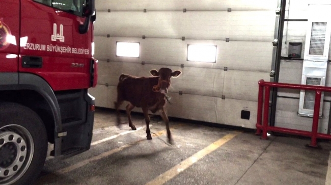 Kaçan dana sahibini 10 kilometre peşinden koşturdu