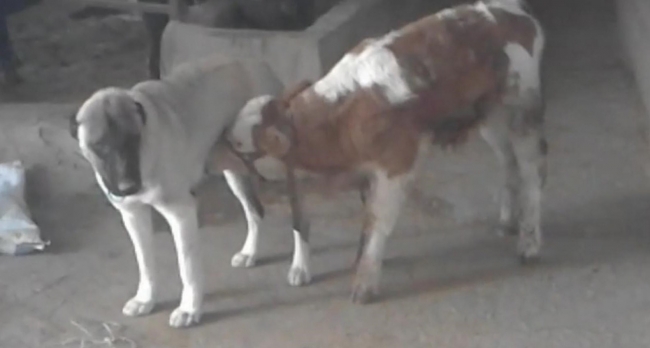Annesi ölen danayı köpek emziriyor
