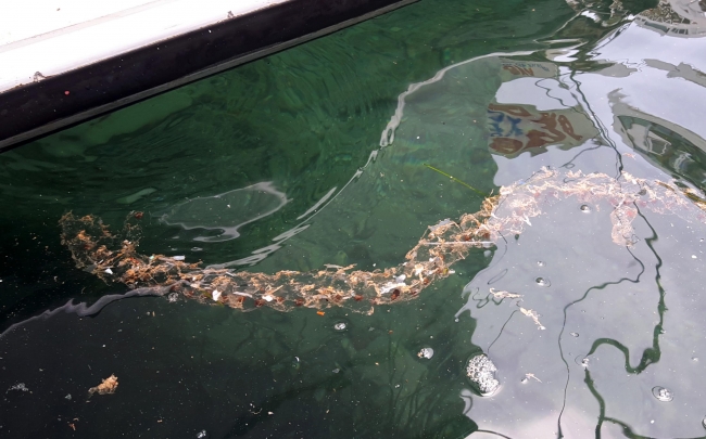 Datça'da şaşırtan şeffaf deniz canlısı
