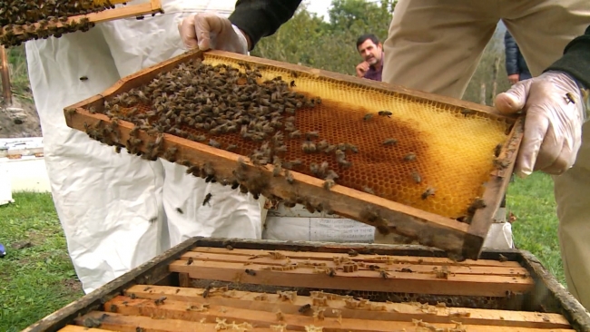 Arı kovanından gelen şifa: Propolis