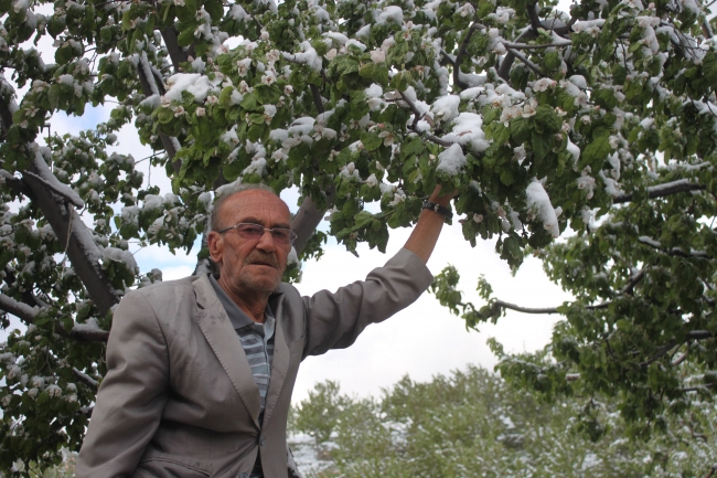 Konya'da kar yağdı, kiraz ağaçları zarar gördü