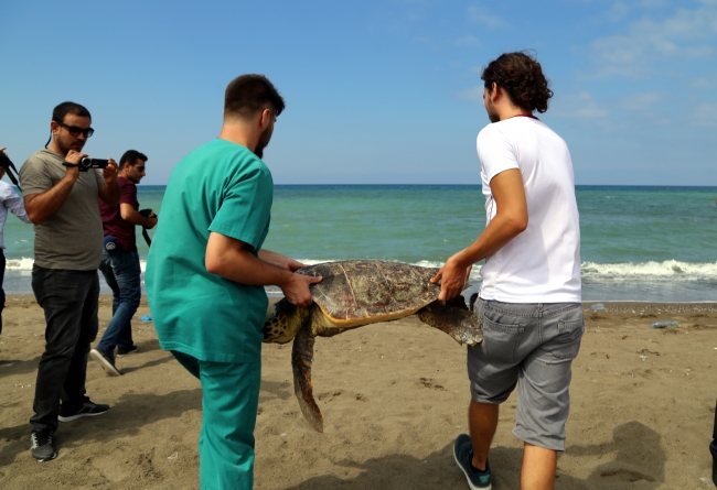 Yaralı deniz kaplumbağaları tedavi edilerek denize bırakıldı
