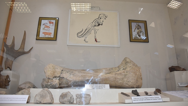 Kars'ta sergilenen dinozor fosiline yoğun ilgi