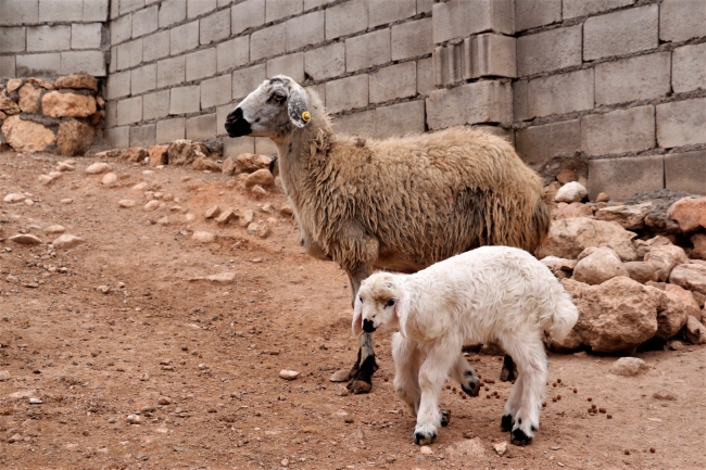6 bacaklı doğan kuzu ilgi odağı oldu