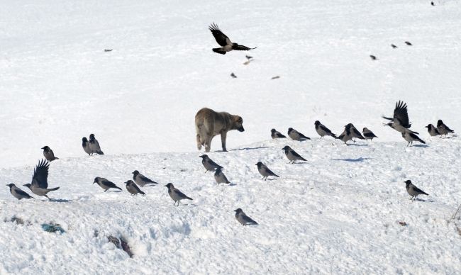 Doğu Anadolu buz tuttu