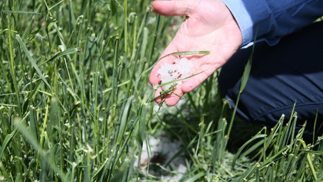 Kayseri'de dolu yağışı ekili alanlara zarar verdi
