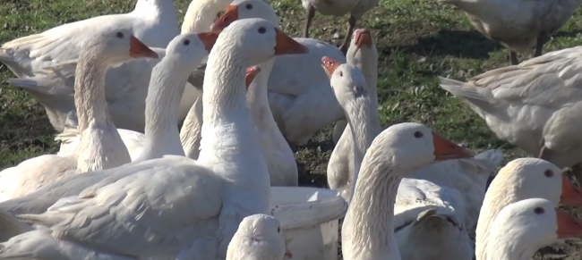 Kentten köye göç eden aile doğal yaşam sürüyor