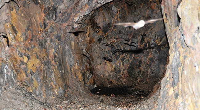 Yarasalara suni mağaralarda yeni yaşam alanı oluşturuldu