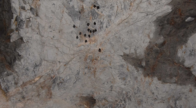 Yarasalara suni mağaralarda yeni yaşam alanı oluşturuldu