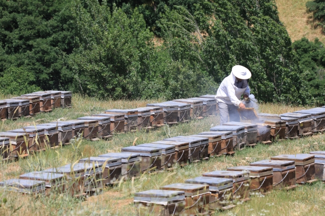2 bin 500 rakımlı yaylada bal duasına çıktılar