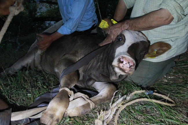 Çukura düşen düve 48 saat sonra kurtarıldı