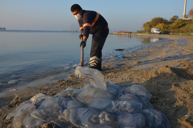 İstanbul'da dev denizanaları sahile vurdu