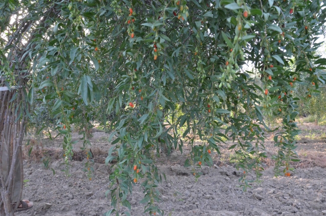 Aydın'da goji berry üretimine başlayan çift sipariş taleplerine yetişemiyor