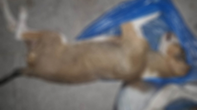 Kuşadası'nda vahşet: Yavru köpekleri zehirleyip derisini yüzdüler