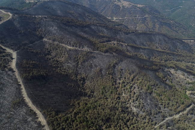 İzmir'de yanan orman için 2 günde 30 bin fidan bağışlandı