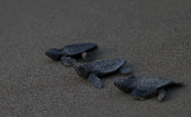 Tedavi edilen caretta carettalar denizle buluştu