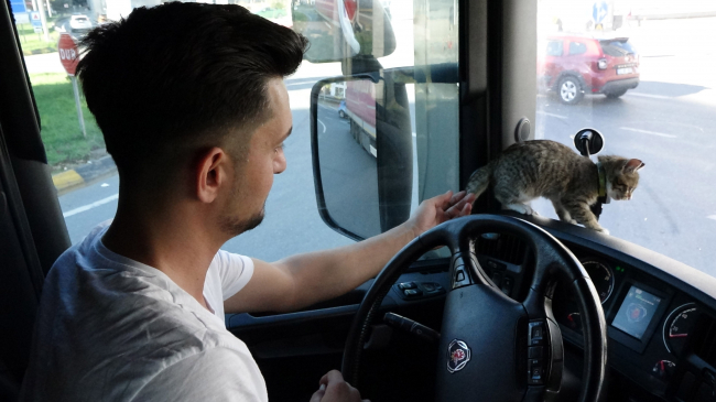 Tır şoförünün yol arkadaşı 'kedi'