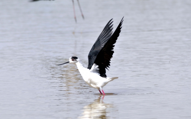 Doğa harikası Eber Gölü'nün korunması için belgesel çekilecek