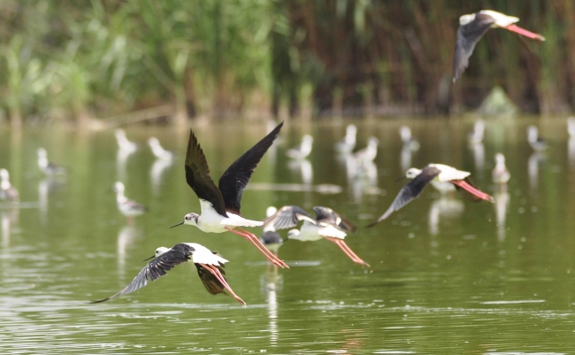 Doğa harikası Eber Gölü'nün korunması için belgesel çekilecek