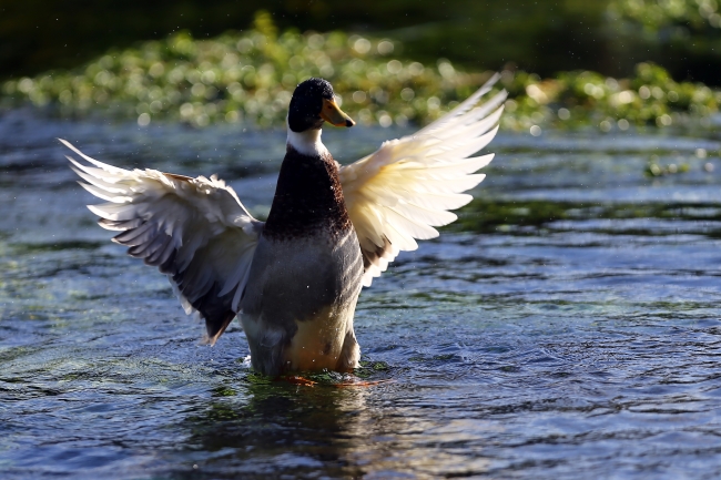Doğa harikası Eber Gölü'nün korunması için belgesel çekilecek