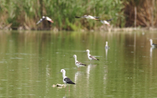 Doğa harikası Eber Gölü'nün korunması için belgesel çekilecek