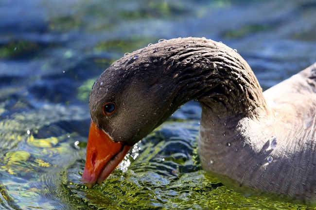 Doğa harikası Eber Gölü'nün korunması için belgesel çekilecek