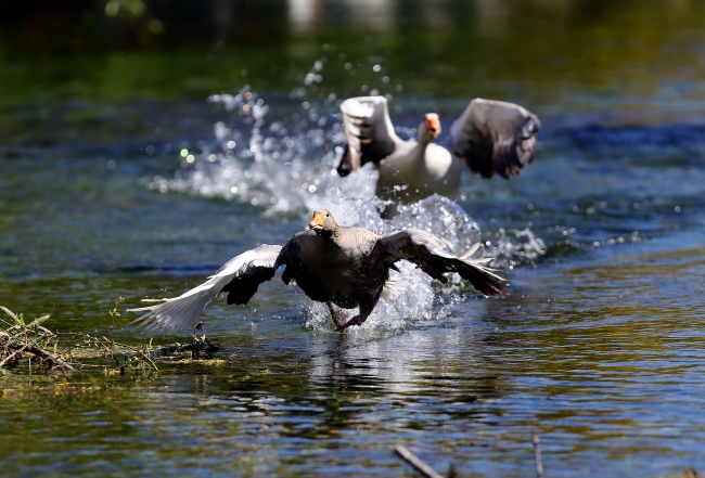 Doğa harikası Eber Gölü'nün korunması için belgesel çekilecek