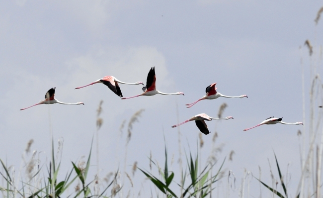 Doğa harikası Eber Gölü'nün korunması için belgesel çekilecek